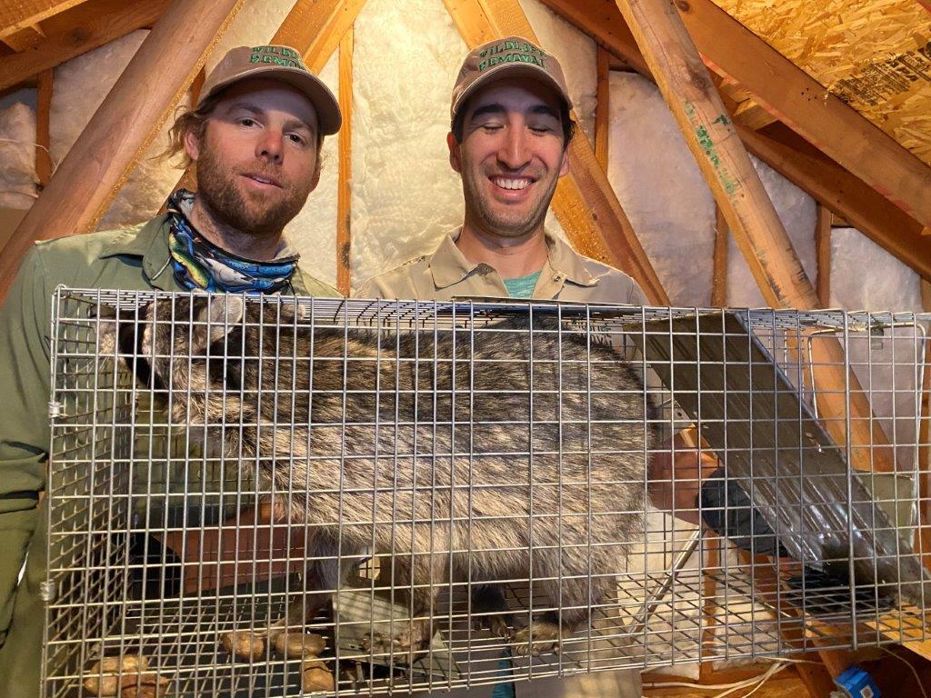 Grand Rapids raccoon trapping
